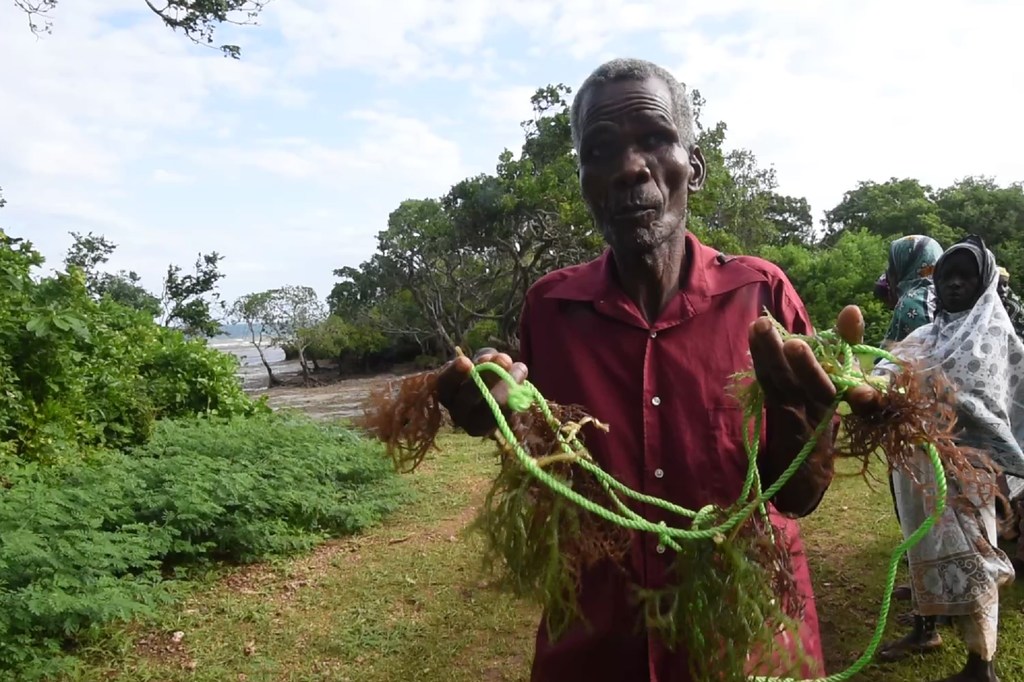 Amiri Juma Amiri sostiene unas algas recolectadas en su granja, en la aldea de Kibuyuni, condado de Kwale, en Kenya. Amiri cuenta con el apoyo del Instituto Marino y de Pesca de Kenya.
