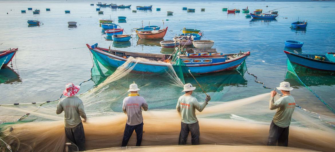 当地渔民在越南主山国家公园海岸拖进渔网里捕获的沙丁鱼。