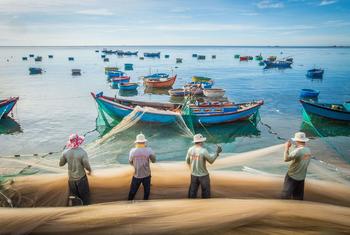 当地渔民在越南主山国家公园海岸拖进渔网里捕获的沙丁鱼。