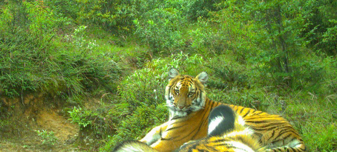ЮНЕП осуществляет в Бутане проект по сохранению и расширению популяции тигра.