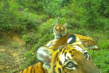 Des tigres au Bouthan.