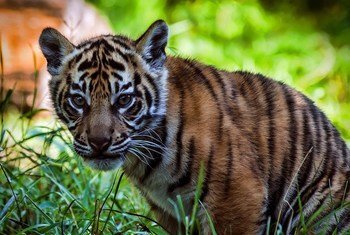 विलुप्ति के ख़तरे से जूझ रही प्रजातियों में से बाघ भी एक हैं.   