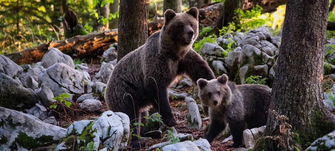 Un oso pardo y su cachorro en un bosque de Eslovenia.
