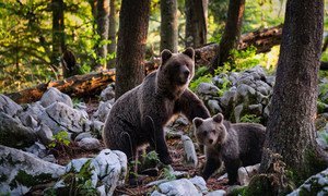 斯洛文尼亚森林里的一只棕熊和它的幼崽。
