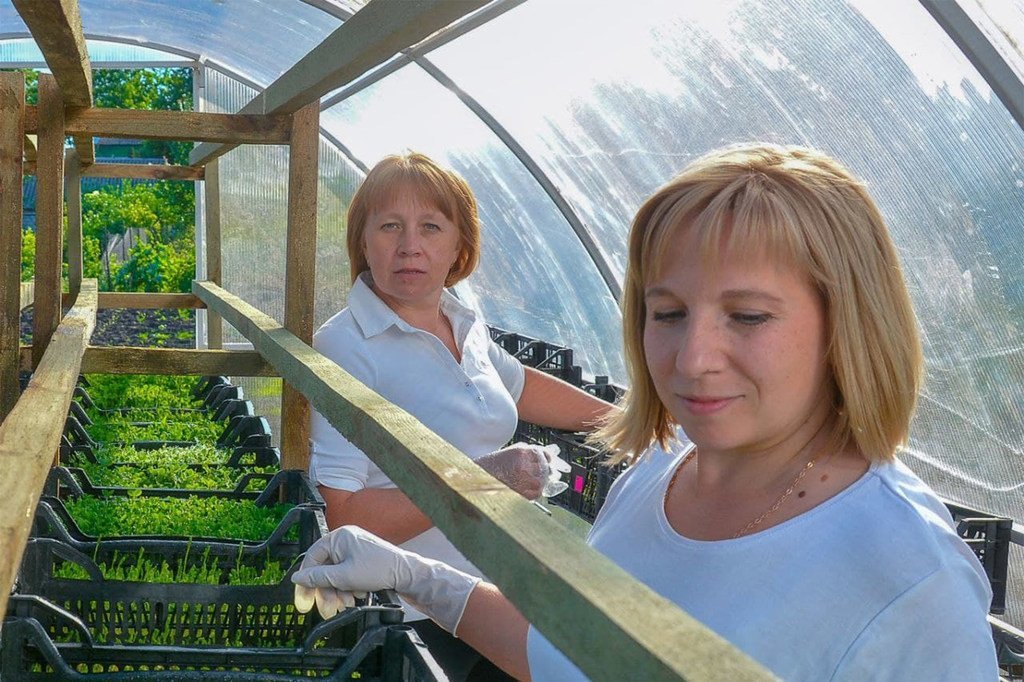 La OIM ayudó a las hermanas Valentyna y Tetiana Denysenko a iniciar un pequeño negocio hortícola. Ahora suministran a los restaurantes hierbas para ensaladas y microvegetales.