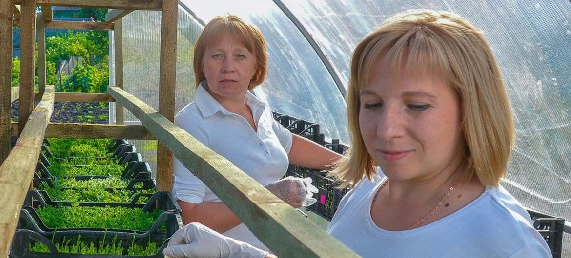 IOM helped sisters Valentyna and Tetiana Denysenko start a small horticultural business. They now supply restaurants with salad herbs and microgreens.  Photo:  Green for You