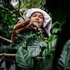 印尼苏门答腊岛上的咖啡种植户正在采收咖啡。