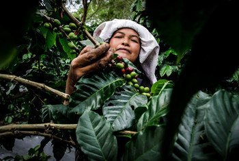 印尼苏门答腊岛上的咖啡种植户正在采收咖啡。