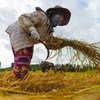 一名越南农民工在泰国北部的清莱收获水稻。