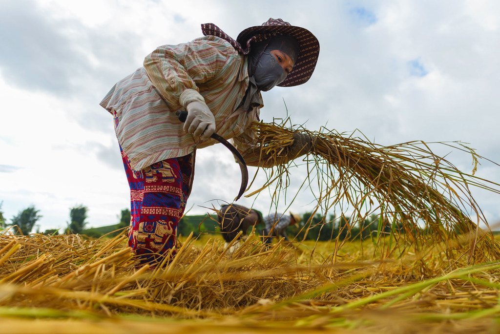 一名越南农民工在泰国北部的清莱收获水稻。