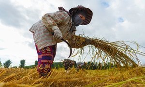 A Vietnamese migrant worker harvests rice in Chiang Rai, northern Thailand.