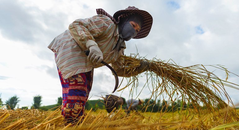 Um trabalhador migrante vietnamita colhe arroz em Chiang Rai, norte da Tailândia.