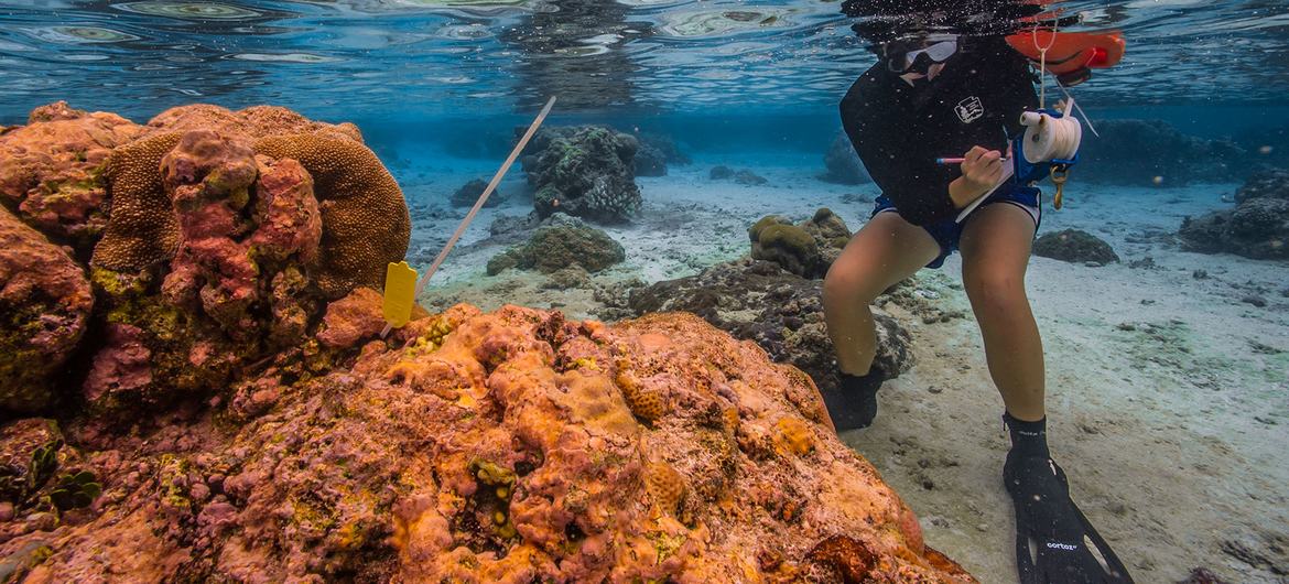 عالم في مجال المحيط يجري بحثا أثناء الغطس في ساموا الأمريكية.