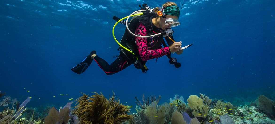Un científico de los océanos investiga mientras bucea en Samoa Americana.
