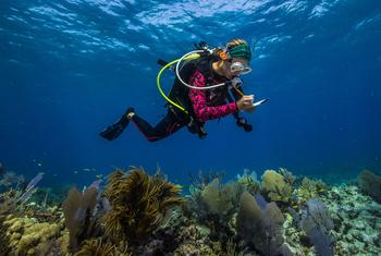 一位海洋科学家在美属萨摩亚潜水进行研究。