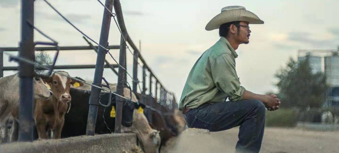 ”中国牛仔”在得克萨斯州科克伦育牛场工作之余享受夏天日落后的清爽