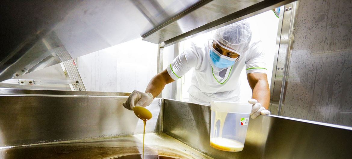 El sector apícola del Bajo Cauca, en el departamento colombiano de Antioquia, produce actualmente unas 350 toneladas de miel, de las que aproximadamente el 60% son producidas por este proyecto liderado por la FAO.