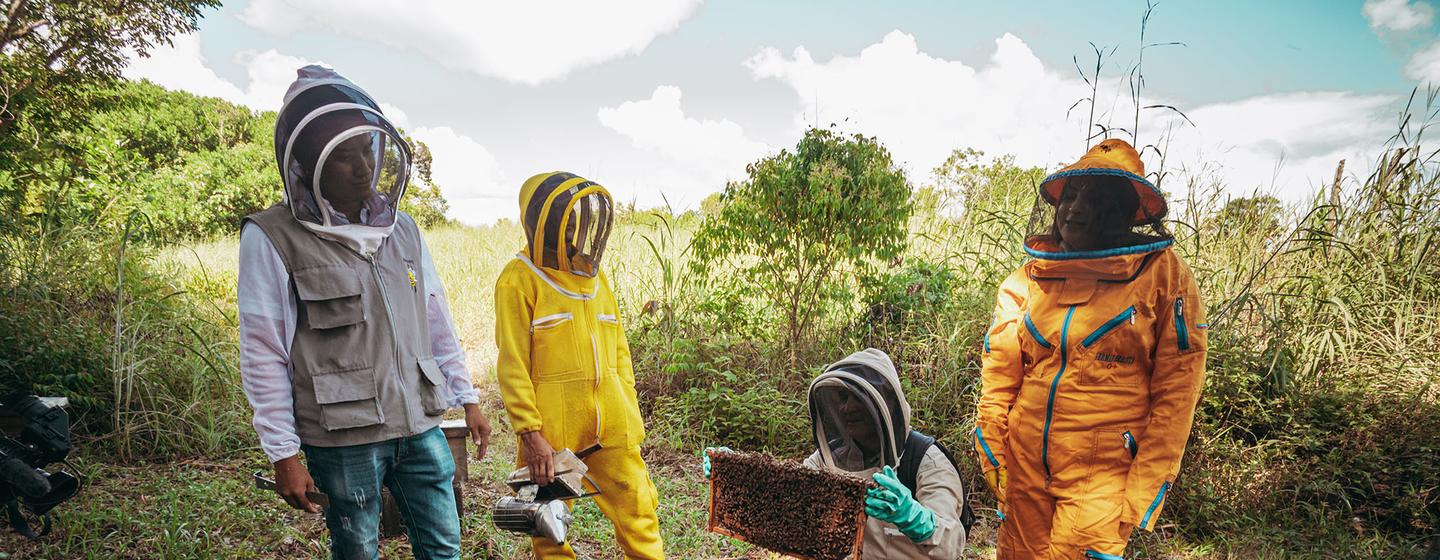 En el norte de Colombia, 80 familias afrocolombianas, 20 indígenas y 127 víctimas de la violencia se unieron para llevar a cabo uno de los mayores proyectos apícolas del país.