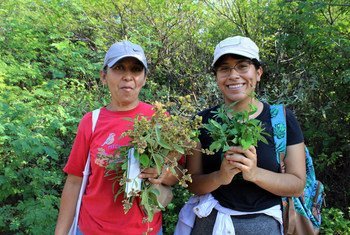 Promotoras de salud comunitaria fueron a recolectar flores y plantas al Istmo de Tehuantepec