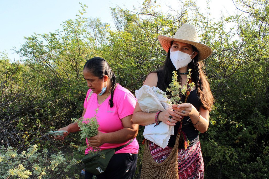 Estas promotoras de salud comunitaria fueron a recolectar flores y plantas al Istmo de Tehuantepec