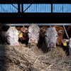 В ООН призывают значительно сократить использование антибиотиков в животноводстве - чтобы не допустить формирование резистентности.