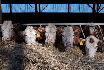 В ООН призывают значительно сократить использование антибиотиков в животноводстве - чтобы не допустить формирование резистентности.