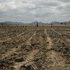 В результате затяжной засухи миллионы жителей Зимбабве оказались на грани голода.  