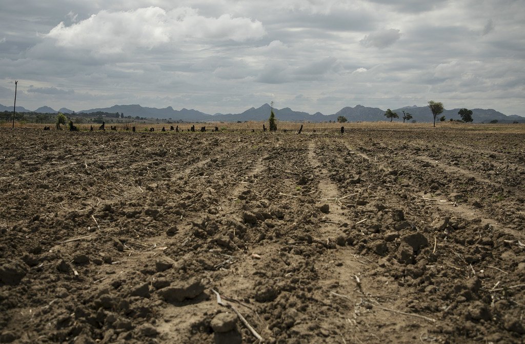 الملايين من سكان زمبابوي دُفعوا إلى حافة المجاعة بسبب الجفاف الذي طال أمده والأزمة الاقتصادية التي لحقت بالبلاد.