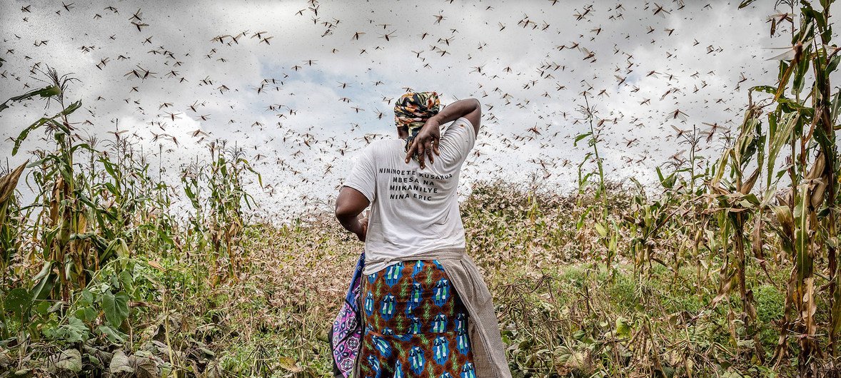 Una agricultora en medio de una nube de langostas del desierto en el condado de Kitui (Kenya). Los insectos se alimentan de los cultivos.