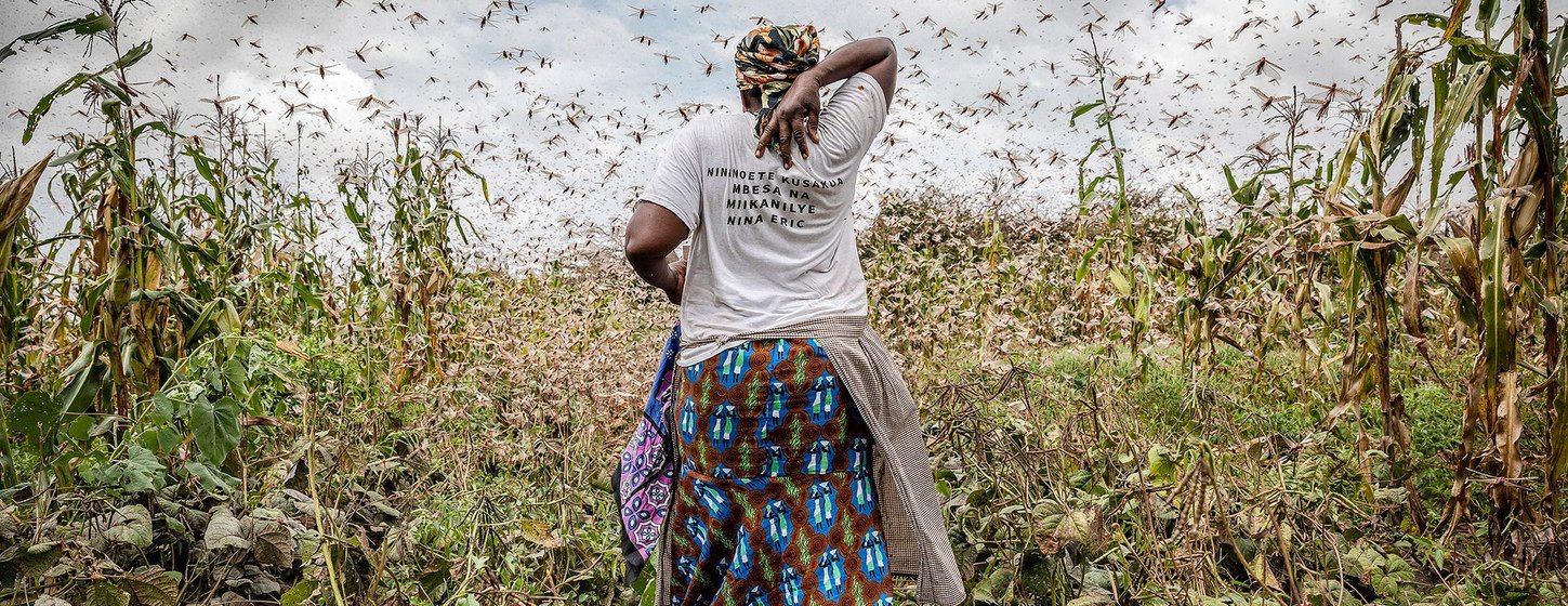 Una agricultora en medio de una nube de langostas del desierto en el condado de Kitui (Kenya). Los insectos se alimentan de los cultivos.