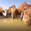 حيوانات تشرب الماء في السودان.