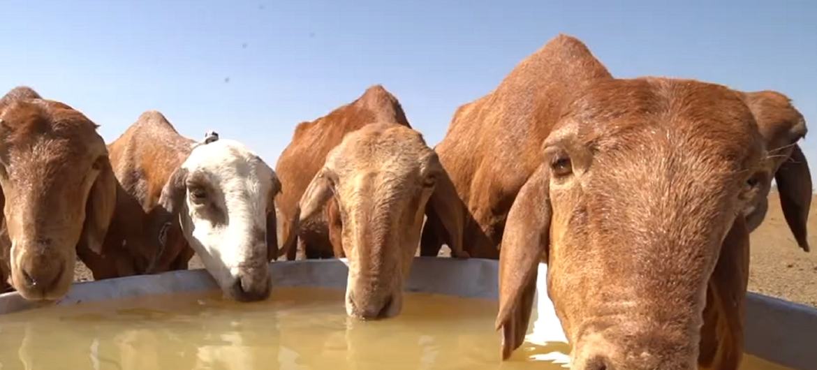 حيوانات تشرب الماء في السودان.
