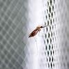 An anopheles adult mosquito rests on a net.