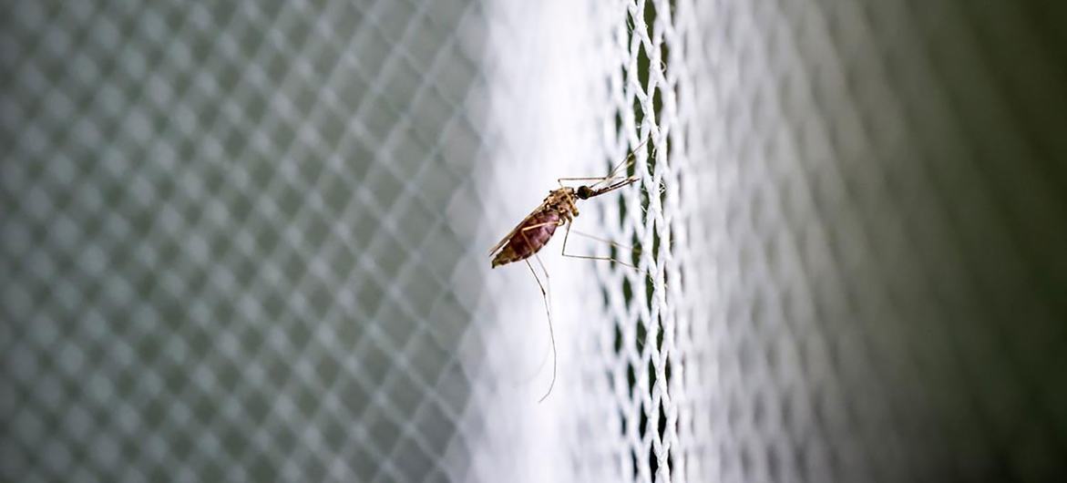 Un moustique se repose sur une moustiquaire.