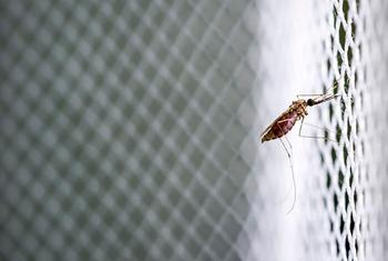 Un mosquito anofeles posado en una mosquitera.