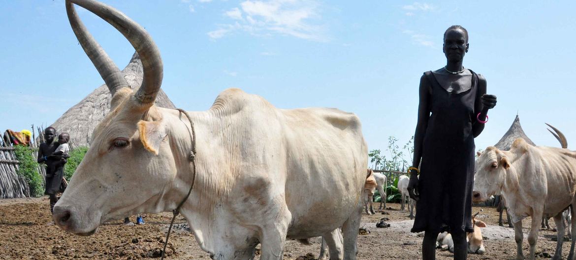 苏丹的一个牧民和她的牛群。