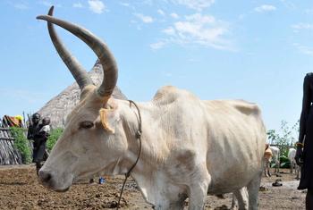Pastor com seu gado no Sudão
