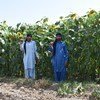 पाकिस्तान में नाइट्रोजन प्रबन्धन से, प्राकृतिक स्थानों को पुनर्जीवित करने की कोशिश.