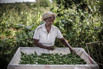 A Kenyan farmer prepares cowpea leaves to be dried for future use. 