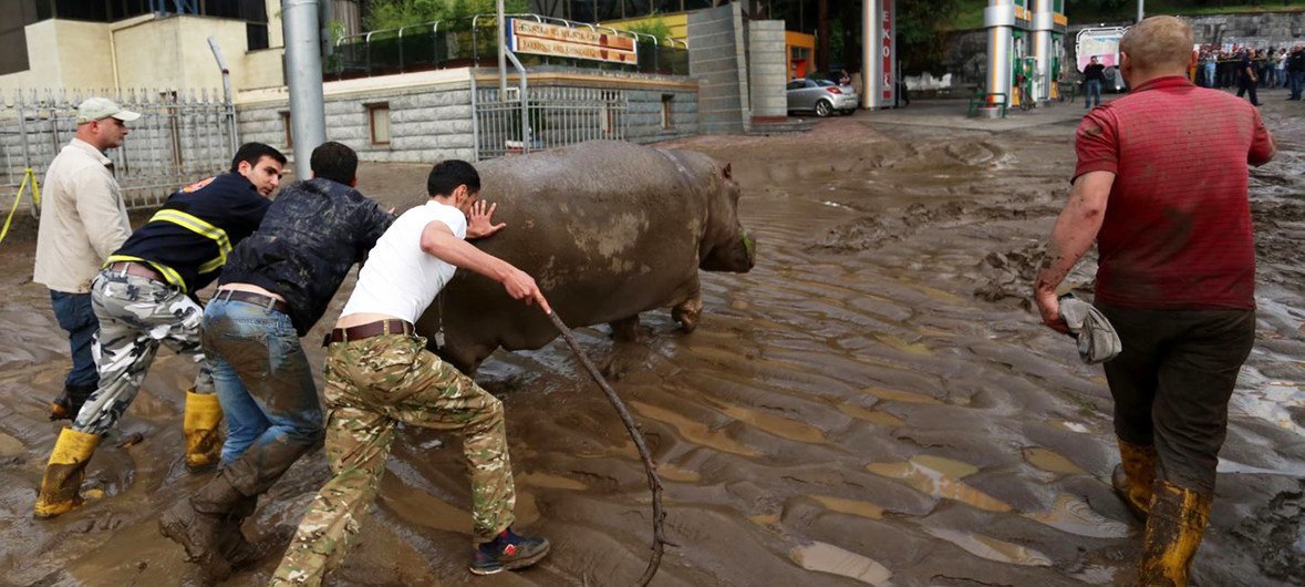В июне 2015 года из-за масштабного наводнения из тбилисского зоопарка сбежали животные, включая гиппопотама Беги. 