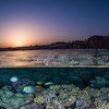 珊瑚礁是全球生物多样性最高的生态系统。