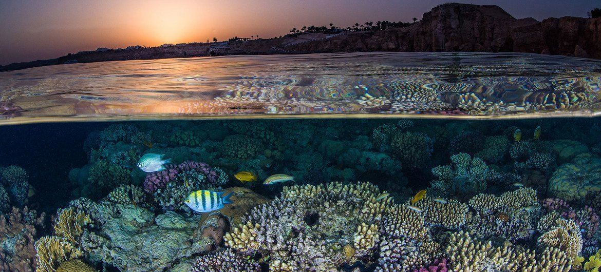 تحتوي الشعاب المرجانية على أعلى تنوع بيولوجي مقارنة بأي نظام بيئي عالمي.