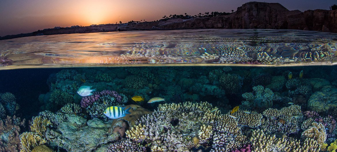 Os recifes de corais tem uma das maiores biodiversidades de qualquer ecossistema global. 