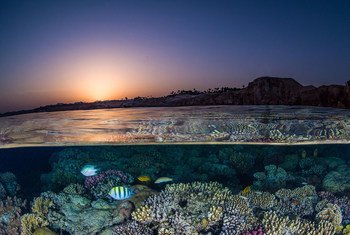 प्रवाल भित्तियों में, किसी भी वैश्विक पारिस्थितिकी की सर्वोच्च जैव विविधता होती है.