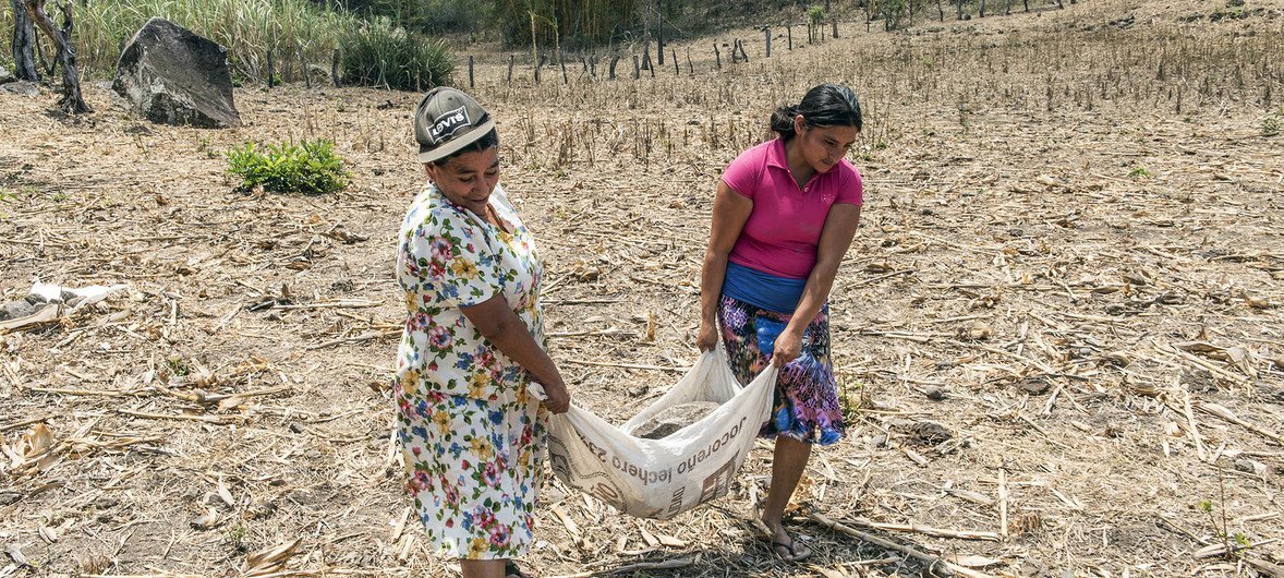 تلقى المزارعوون في السلفادور تدريبا بشأن الحفاظ على التربة في سبيل تحسين إنتاج المحاصيل. 