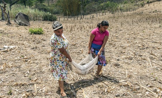 In El Salvador, farmers have received training in soil conservation in order to improve crop yields.