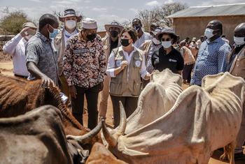 粮农组织副总干事贝丝·贝克多访问肯尼亚伊西奥洛的紧急牲畜营养补充剂分发中心。