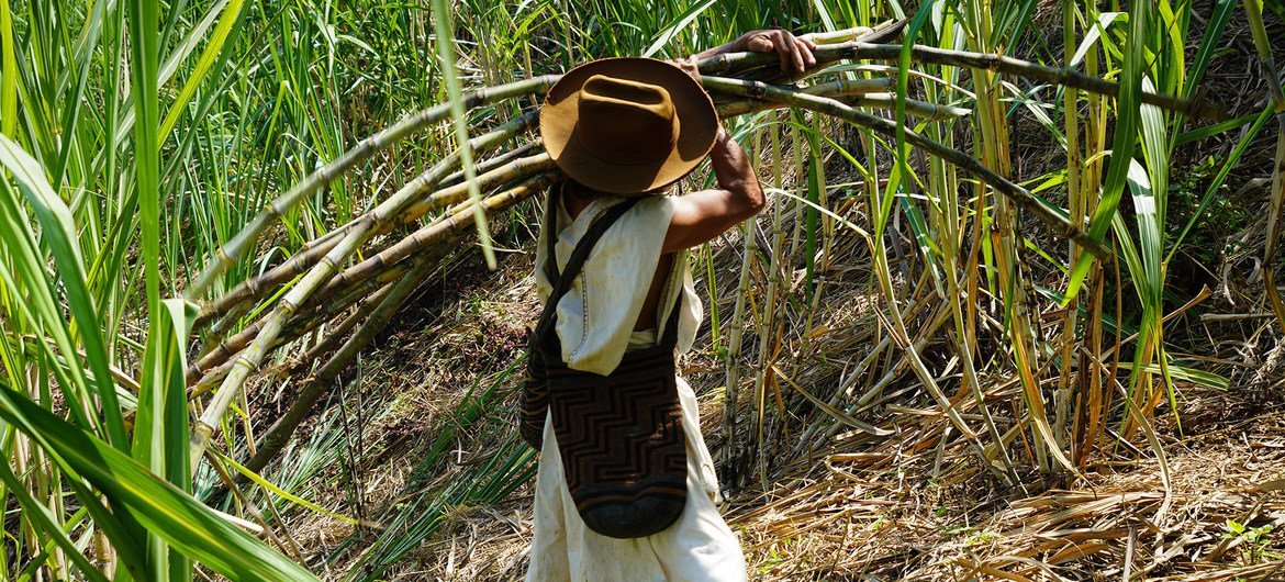 La communauté autochtone Arhuacos en Colombie récolte la canne à sucre.