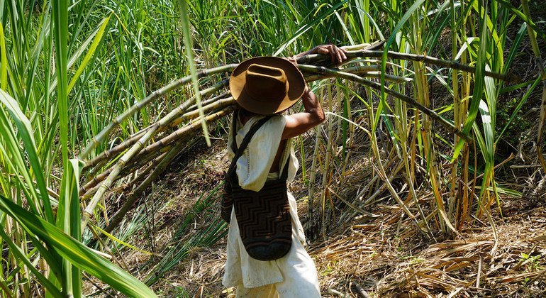 Arhuacos cosechando caña de azúcar.