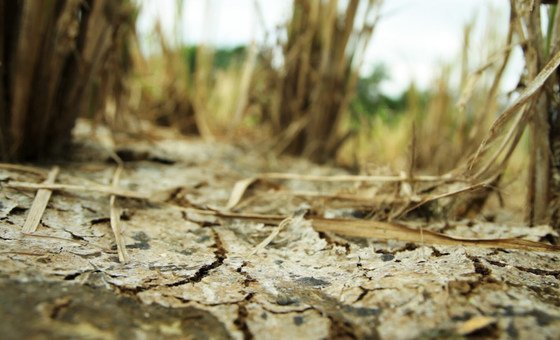 Over-cultivation and the effects of climate change have led to the deterioration of soils in the Philippines’ Bukidnon Province. (file)